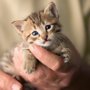 White Noise and Crystal Singing Bowl: Calming Soundscapes for Cats - Natural White Noise