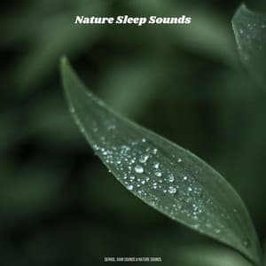Nature Sleep Sounds - Derrol