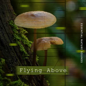 Flying Above - Essential Nature Sounds
