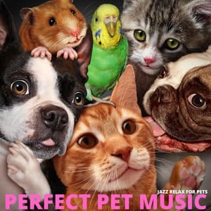 Jazz Relax for Pets - Perfect Pet Music