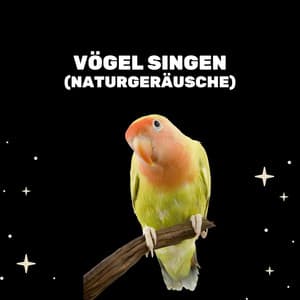 Vögel Singen - Entspannende Medizin