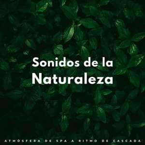 Sonidos De La Naturaleza: Atmósfera De Spa A Ritmo De Cascada - Ciencia de la cascada