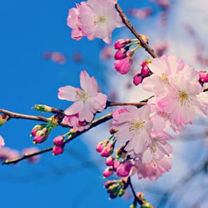 Noises for Insomniac - The Noise Project