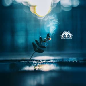 Alignment Within the Breath - Mindfullness Meditation World