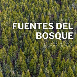 Fuentes Del Bosque: Música Relajante De Lluvia Y Naturaleza - Clima Colmena