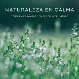 Naturaleza En Calma: Dormir Y Relajarse Con El Soplo Del Viento - Yoga & Meditación