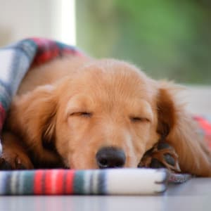 Dog's Piano Rain: Naptime Delight - Music For Your Dog