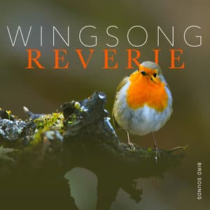 Wingsong Reverie - Bird Sounds