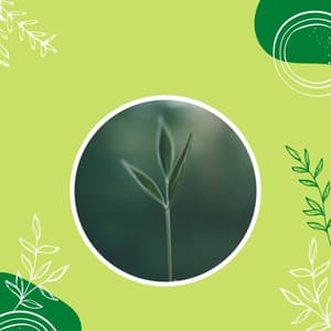 Background Music - Holistic Spa Treatment - Music For Deep Sleep