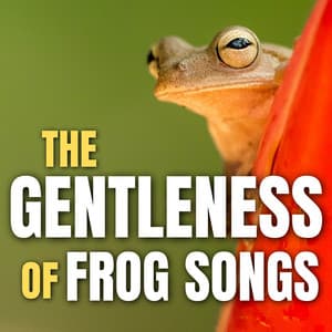 The Gentleness of Frog Songs - Frog Sounds