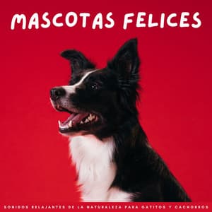 Mascotas Felices: Sonidos Relajantes De La Naturaleza Para Gatitos Y Cachorros - Mascotas relajarse