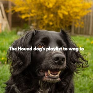 The Hound dog's playlist to wag to - Dog Music Waves