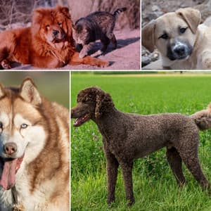 Echoes of The Chillest Hound - Dogs at Home