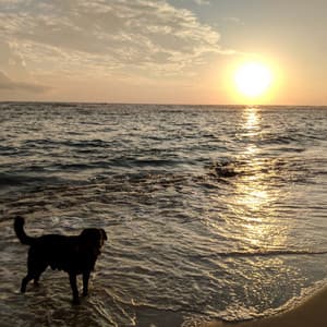 Harmonic Moments with Dogs: Ocean Sounds Affection - Ocean Tides