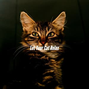 Let Your Cat Relax - Musica para Dormir Radio
