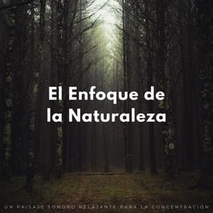 El Enfoque De La Naturaleza: Un Paisaje Sonoro Relajante Para La Concentración - Naturaleza Sonidos de la Tierra
