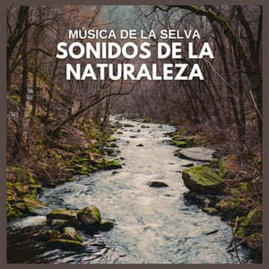 Música de la Selva: Sonidos de la Naturaleza - Sonidos De La Selva