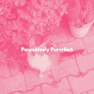 Pawsitively Purrrfect - Cat Music Dreams
