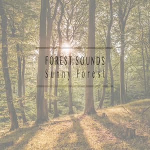 Sunny Forest - Forest Sounds