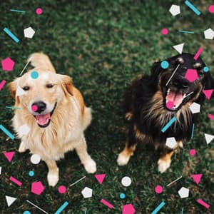 Music for Calm Hounds - Dog Music Therapy