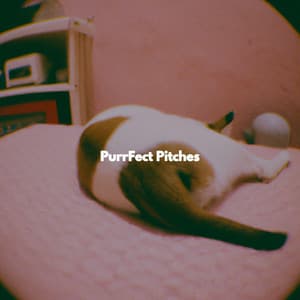 PurrFect Pitches - Alternative Lounge Jazz Premiere