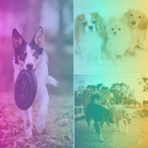 Dream-Like Music for Calming Pups - Trumpet Jazz - Relaxing Dog Music