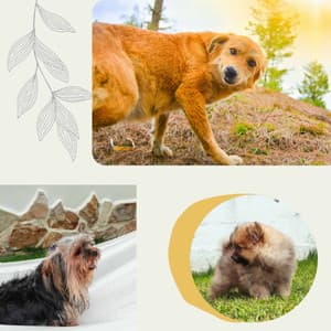 Backdrop for Sweet Dogs - Glorious Piano - Dog Music Waves