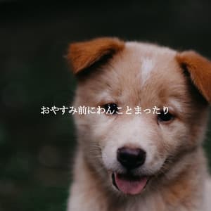 おやすみ前にわんことまったり - Musica di Sottofondo Jazz