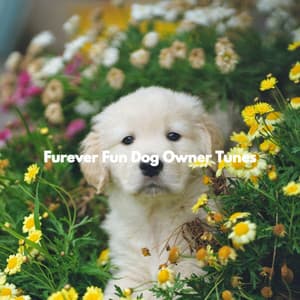 Furever Fun Dog Owner Tunes - Relaxing Dog Music Society