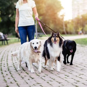 Melodic Dog Adventures: Nature's Chill Ambience for Joyful Walks - Northerly Nature