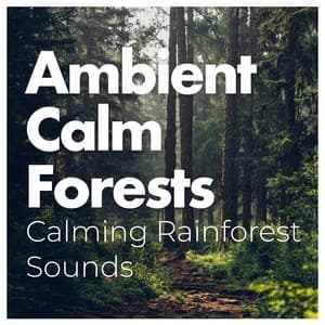 Ambient Calm Forests - Calming Rainforest Sounds