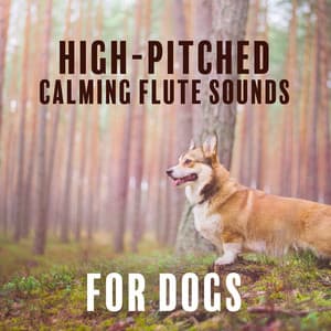 High-Pitched Calming Flute Sounds for Dogs: Celebrate Native American Heritage Day with Your Dog - Calm Pets Music Academy