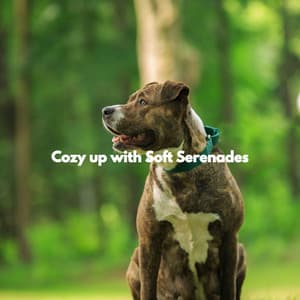 Cozy up with Soft Serenades - Dog Music Radio