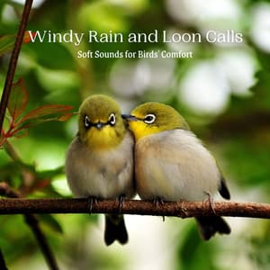 Windy Rain and Loon Calls: Soft Sounds for Birds' Comfort - Rain Sleepings Sounds