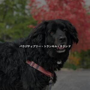 パウジティブリー・トランキル・サウンド - Chilled Morning Music