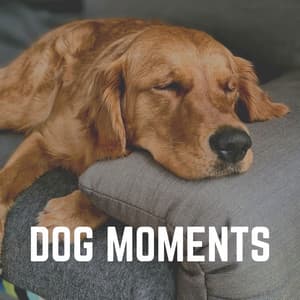 Dog Moments - Sleeping Music For Dogs