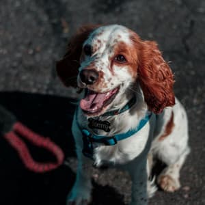 Music for A Pleasant Puppy - Jazz Quintet - Doggy Music Radio