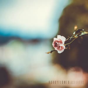 Hurryflower - Axelites