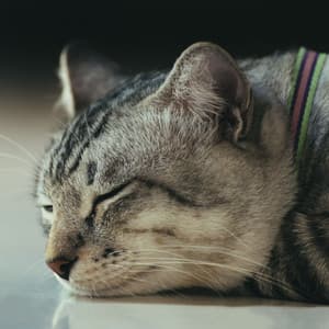 Catnap Zenith: Ambient Waterside Harmony - Music for Cats TA