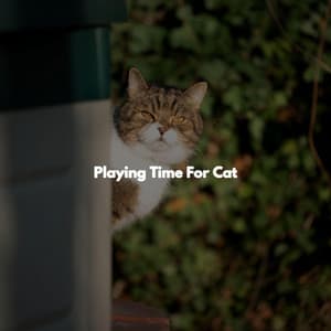 Playing Time For Cat - Relaxing Music Playlist