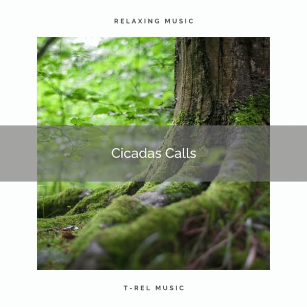 1 Cicadas Calls - Sleep Crickets