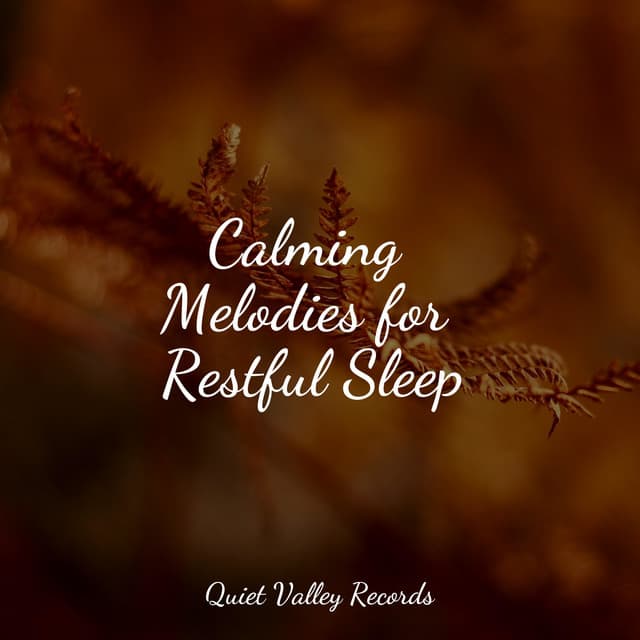 Calming Melodies for Restful Sleep - Rain Recorders