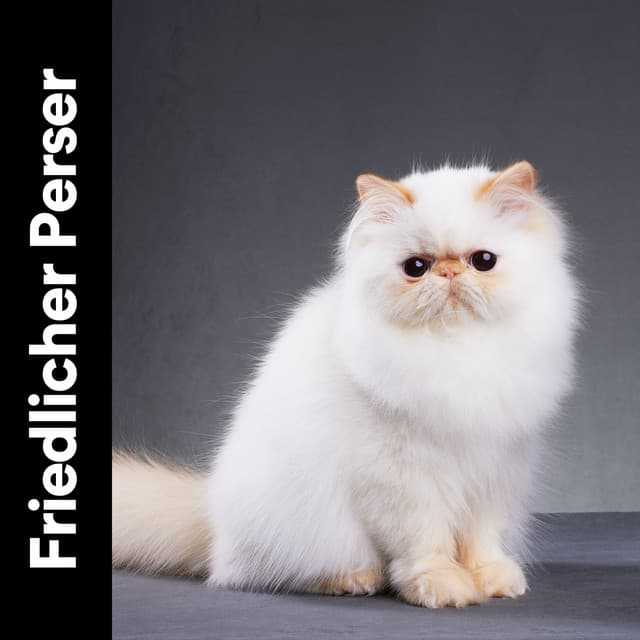 Friedlicher Perser - Katzenmusik