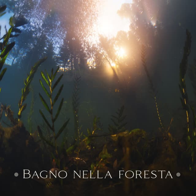 Bagno nella foresta: Natura meditativa, Musica per sognare ad occhi aperti e ricordare i ricordi - Santuario dei suoni della natura