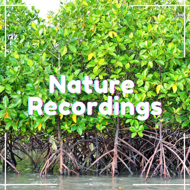 Tranquil Forest Hush - Natural Sample Makers