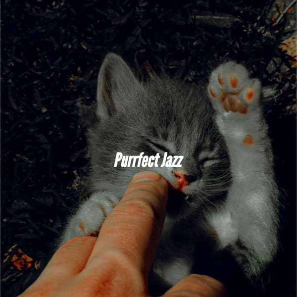 Purrfect Jazz - Chicago Jazz Lounge