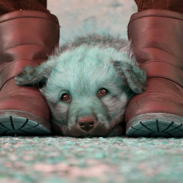 Magnificent Bgm for Friday Dog Events - Relax My Puppy