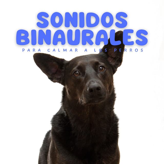 Sonidos Binaurales Para Calmar A Los Perros - Reiki definitivo
