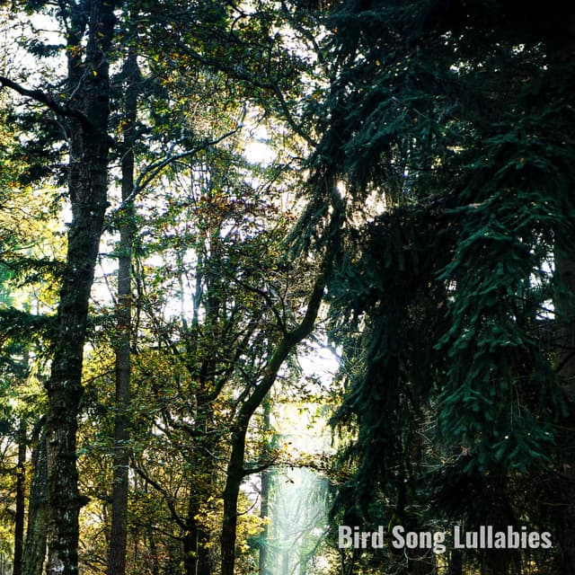 Bird Song Lullabies