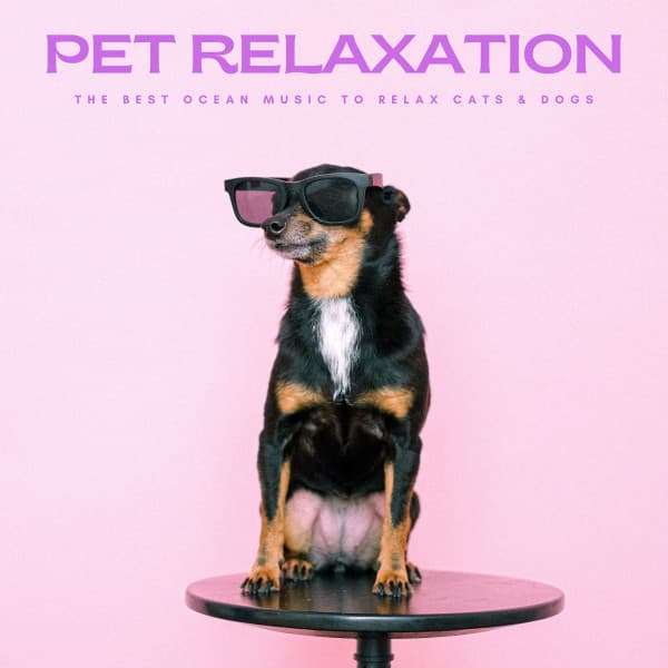 Pet Relaxation: The Best Ocean Music To Relax Cats & Dogs - Dog Music Radio